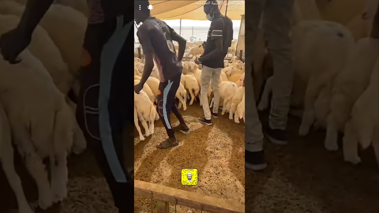 تحصين المعوي و الطريقة الصحيحة للتحصين حياكم