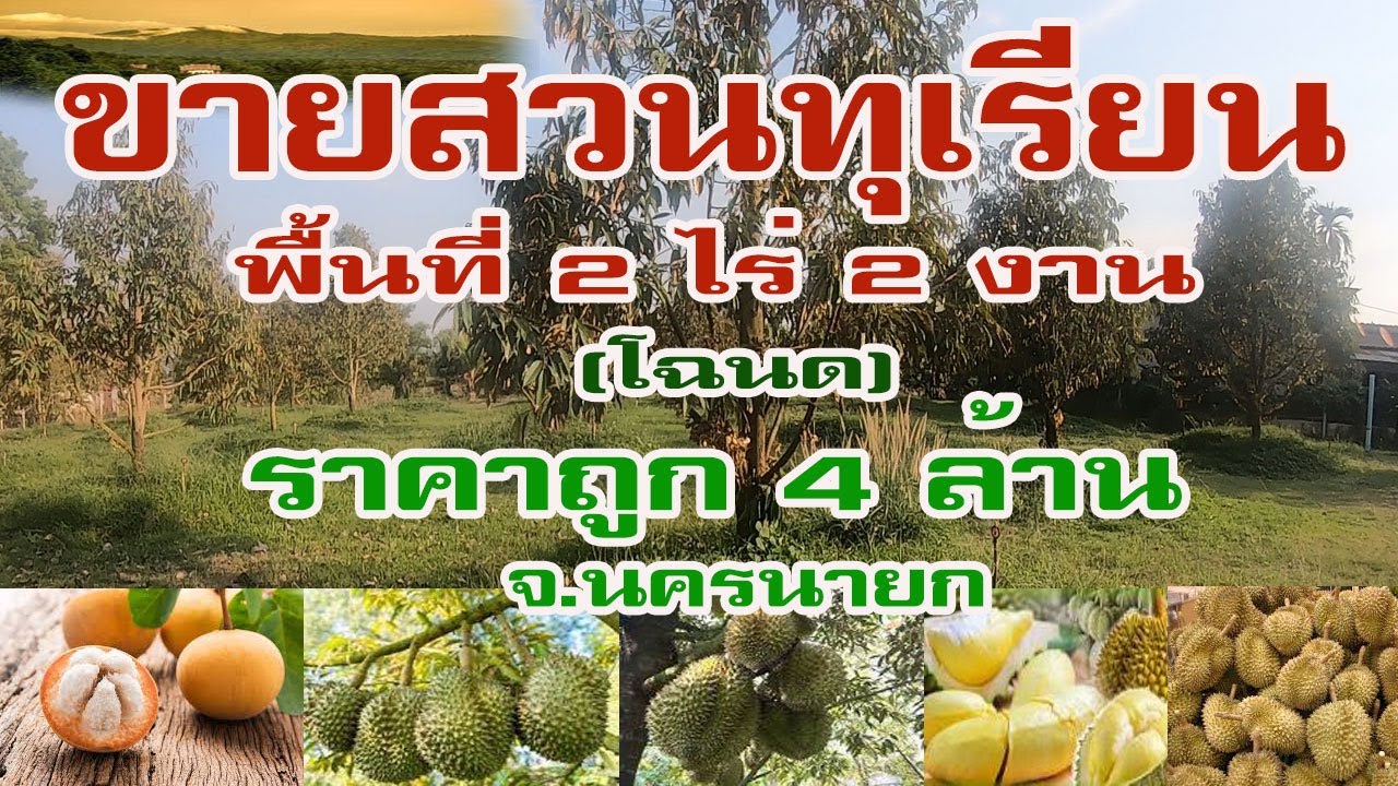 ขายสวนทุเรียน จ.นครนายก พื้นที่ 2 ไร่ 2 งาน ไร่ละ 1.6 ล้าน ติดถนนคอนกรีต ริมคลอง สนใจโทร.088-3313003