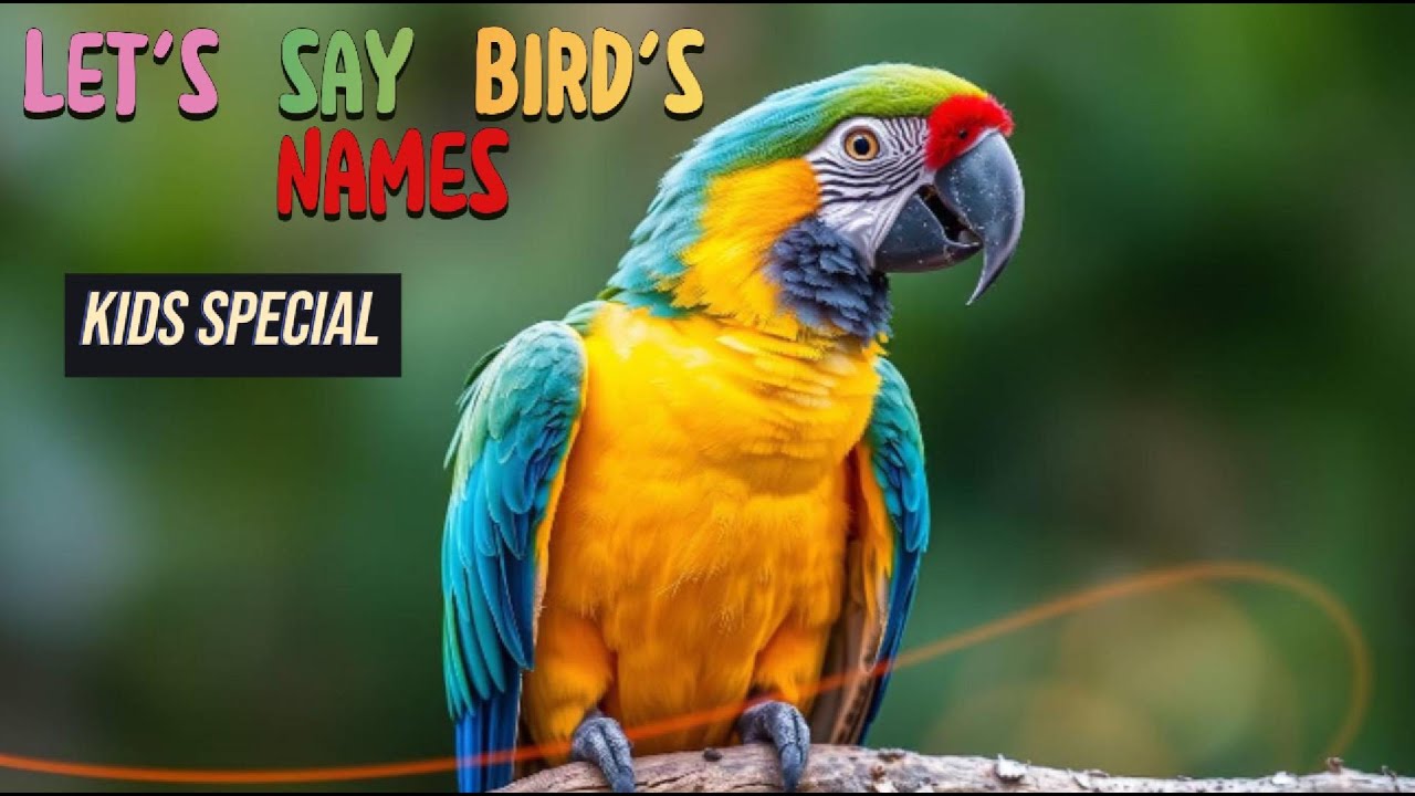 Lesson 01 # birds names 🦩🦜#kids lesson@kids joy/knowledge developments for kids