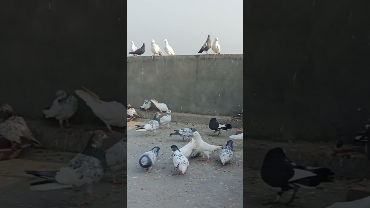 🕊️🕊️🕊️