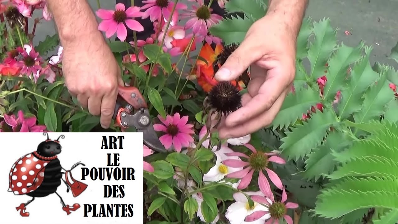 chaine tv de Jardinage: échinacea cheyenne: Comment faire la Taille et entretien: Plante vivace