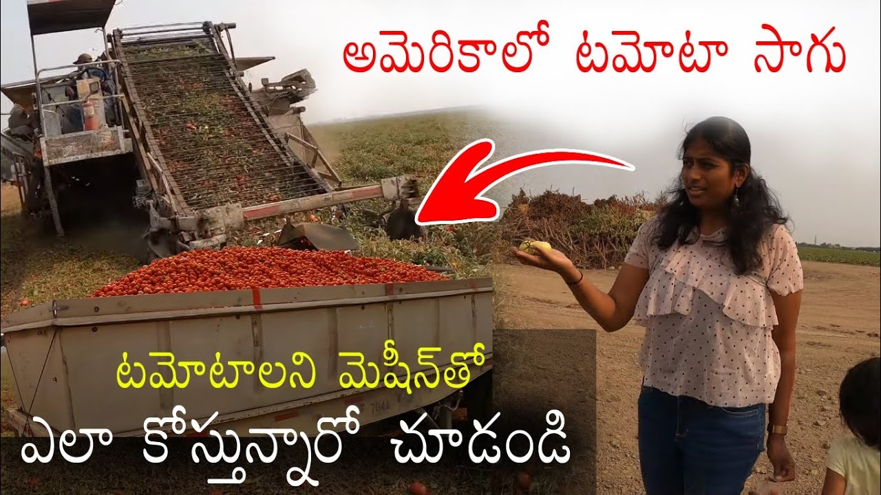 కాంట్రాక్ట్ ఫార్మింగ్ అంటే ఇదే | Processed Tomatoes Harvest in California || Telugu Vlogs in USA l