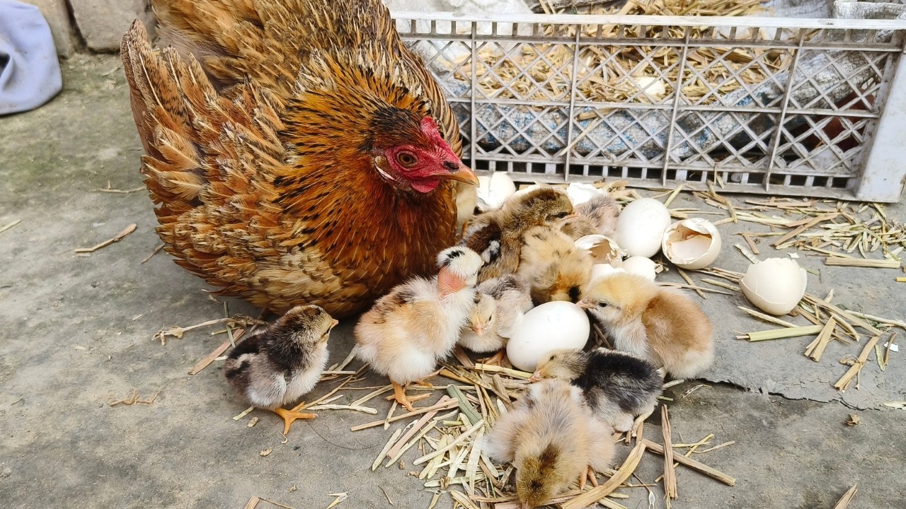 Chicken Egg Hatching Without Incubator | Beautiful Broody Hen Backyard Hatch