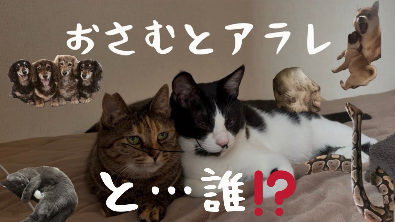 【誰！？】おさむとアラレと......