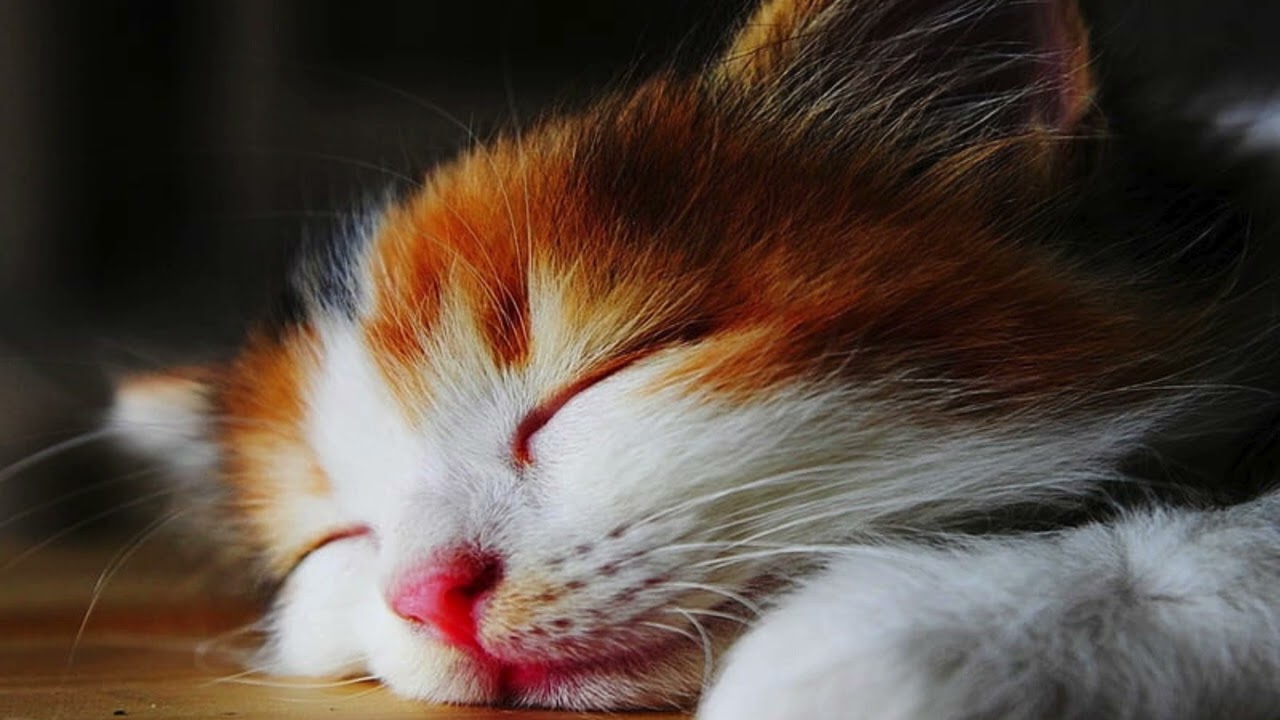 Sleep Music for Cats 🐾 | Relaxing Cat Music for Deep Rest