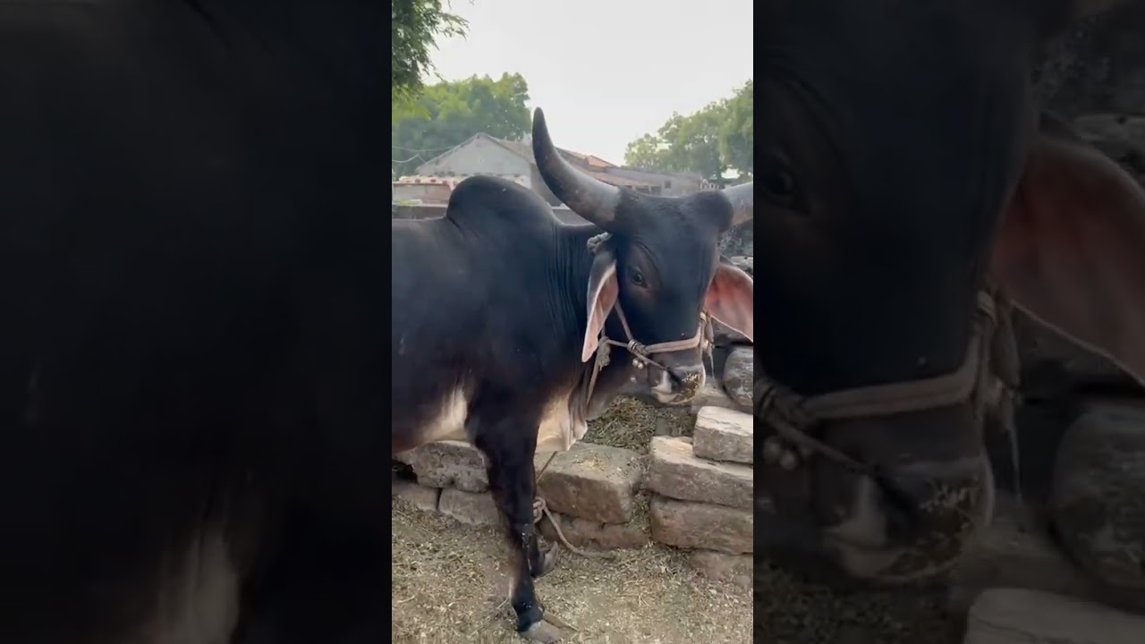 Ha vathiyara ha.  Balad