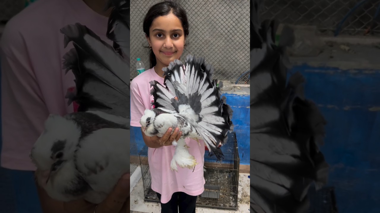 Top 5 fancy pigeon note for sale #pigeon #fantailpigeon