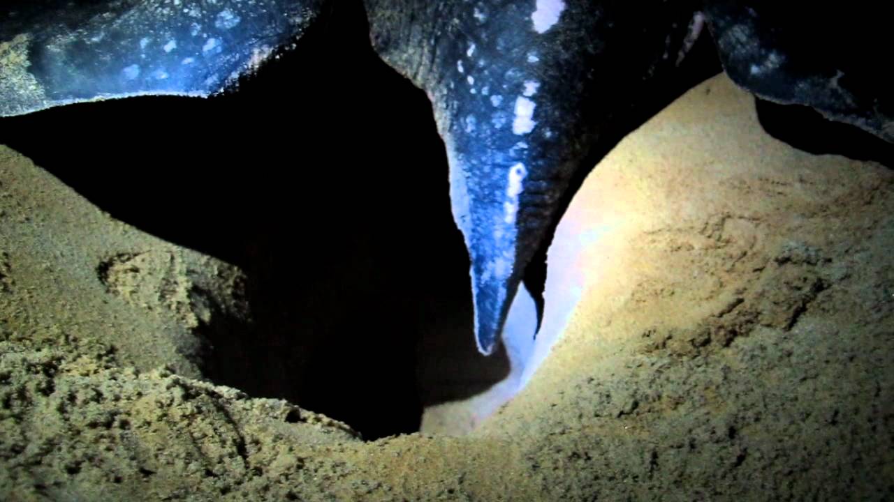 Leatherback Sea Turtle Laying Eggs