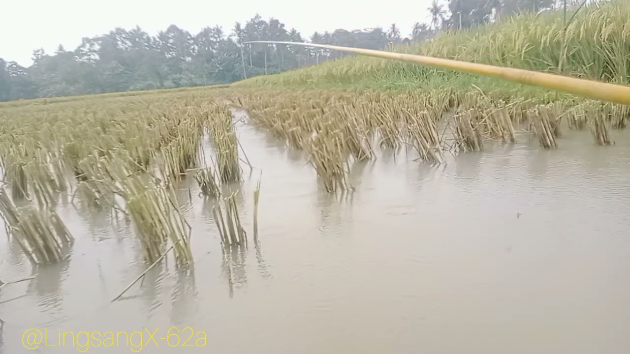 Sepot ikan nila di persawahan @LingsangX-62a