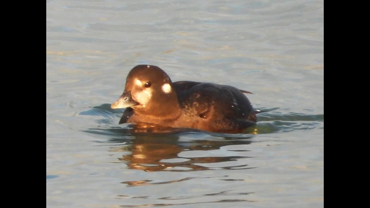 Zeldzame Harlekijneend - spectaculaire zee-eend #birds  #wildlife #nature #natuur-met-peter