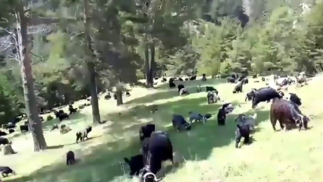 şerifem türküsü