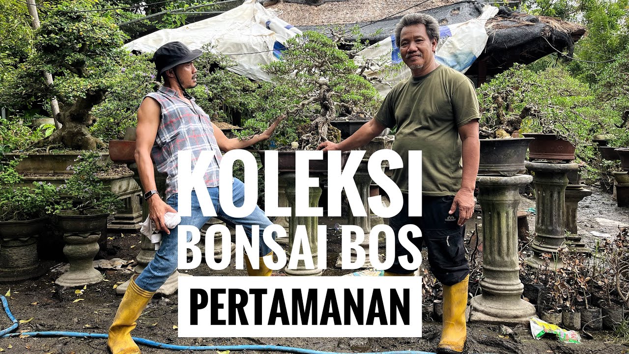 Koleksi Bonsai Mas Antok(Titian Alam) 
