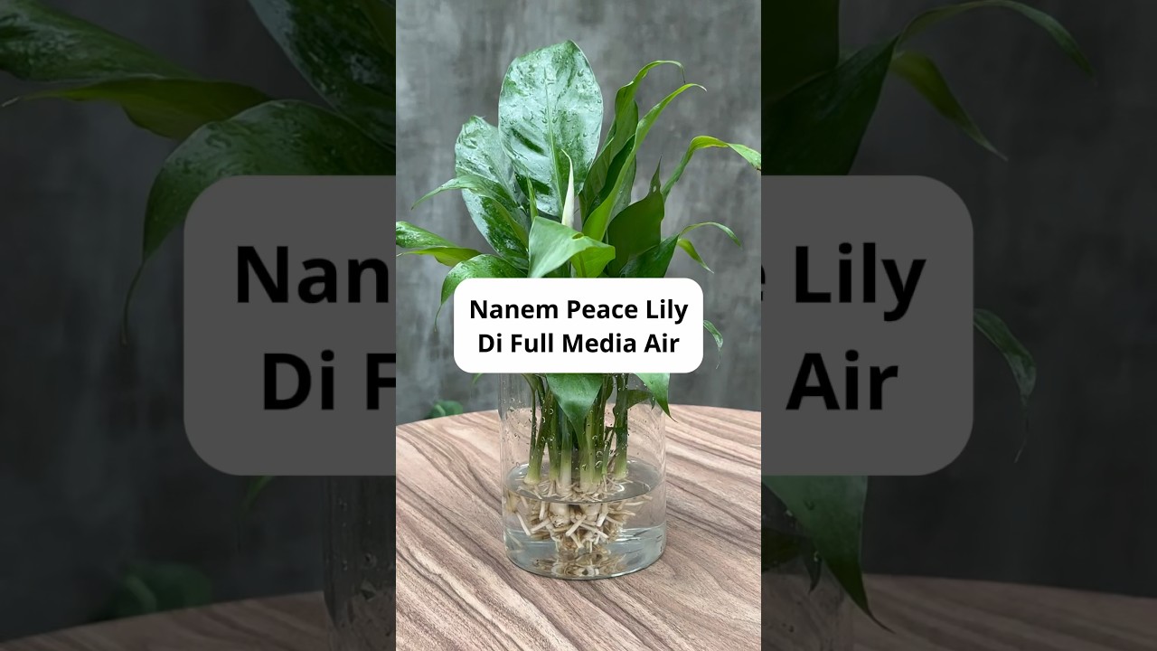 ada yg pernah nyoba nanem peace lily di air? 😁 #tanamanhias #berkebun