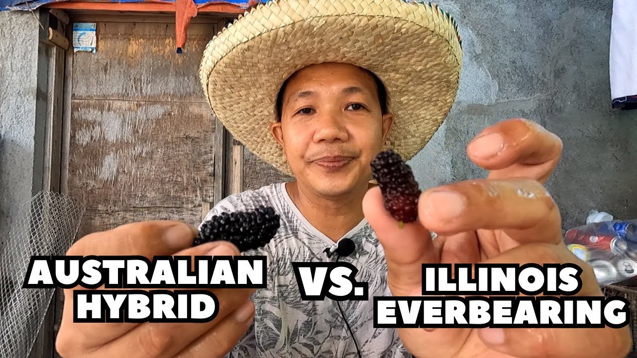 SINO ANG MAS MASARAP AUSTRALIAN HYBRID VS ILLINOIS MULBERRY