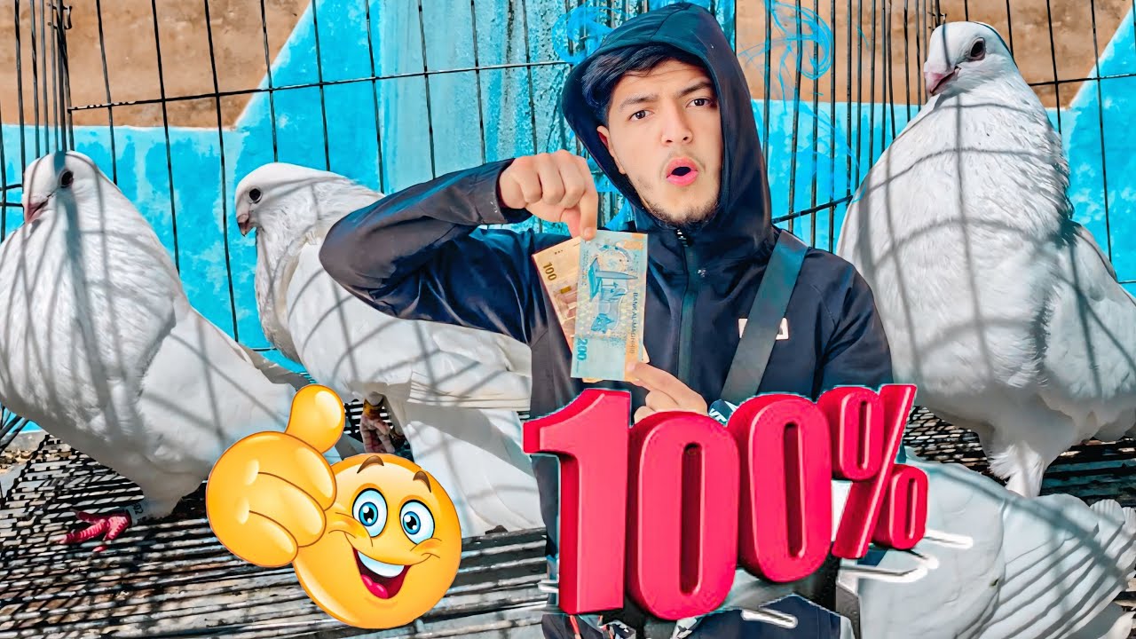 شريت زرج سيفيانوس أبيض الأصيل 🤯 