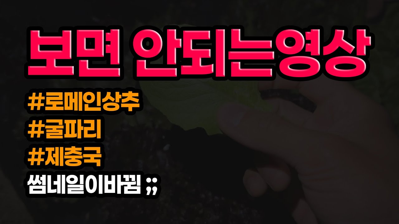 상추에 굴파리 퇴치하는 법 ll 텃밭농사 ep.07