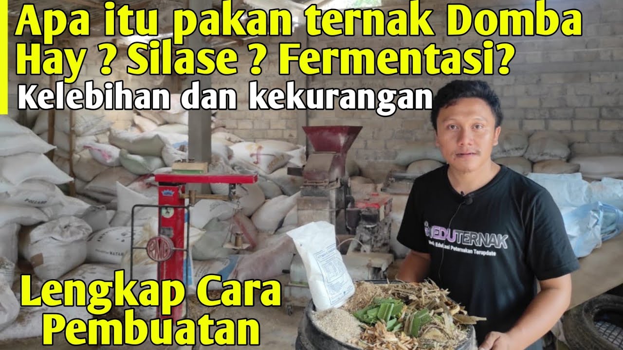 Pakan Ternak Domba Hay Silase Fermentasi Lengkap Proses Pembuatannya | Cara Ternak Ghaper