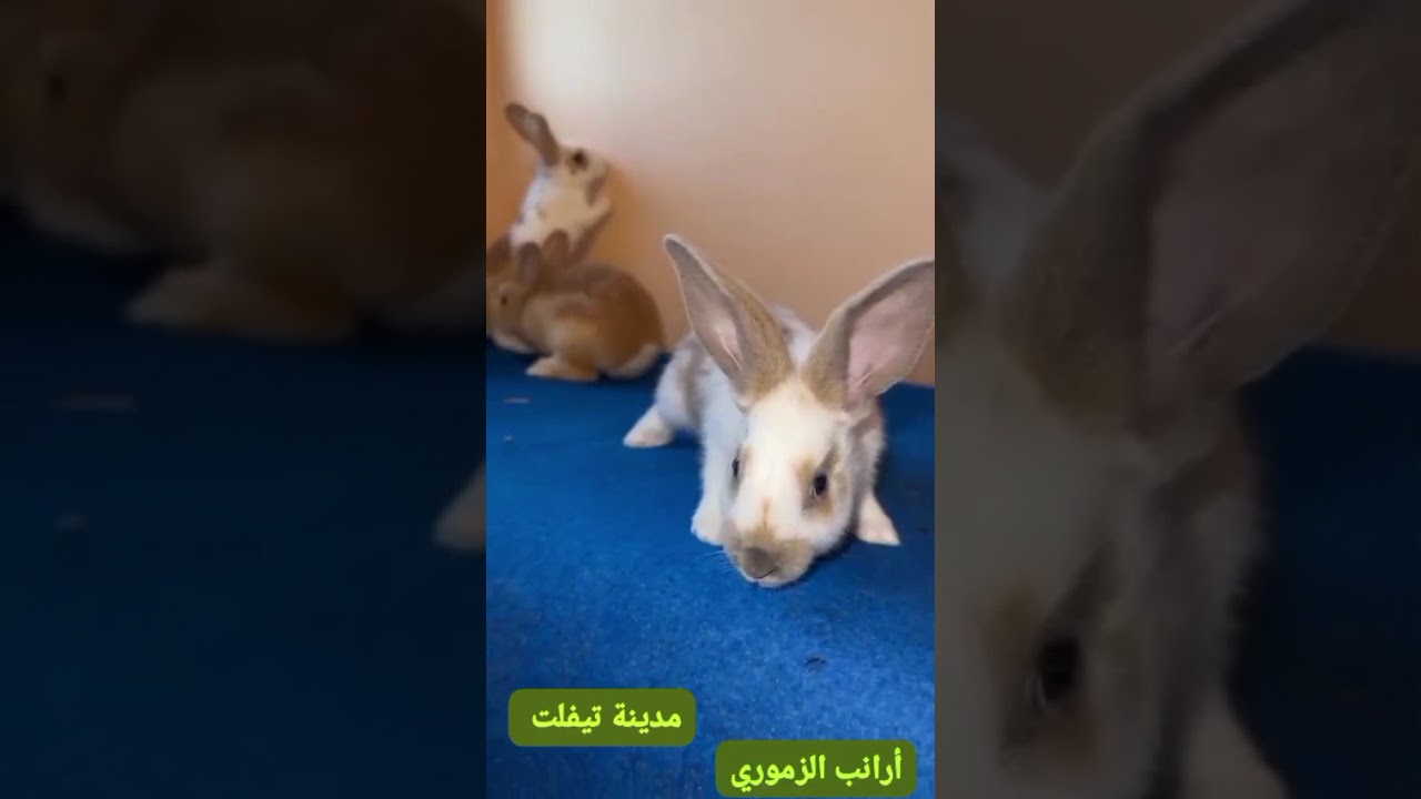 أرانب الزموري @أرانب الزموري الحرة والهجينة 