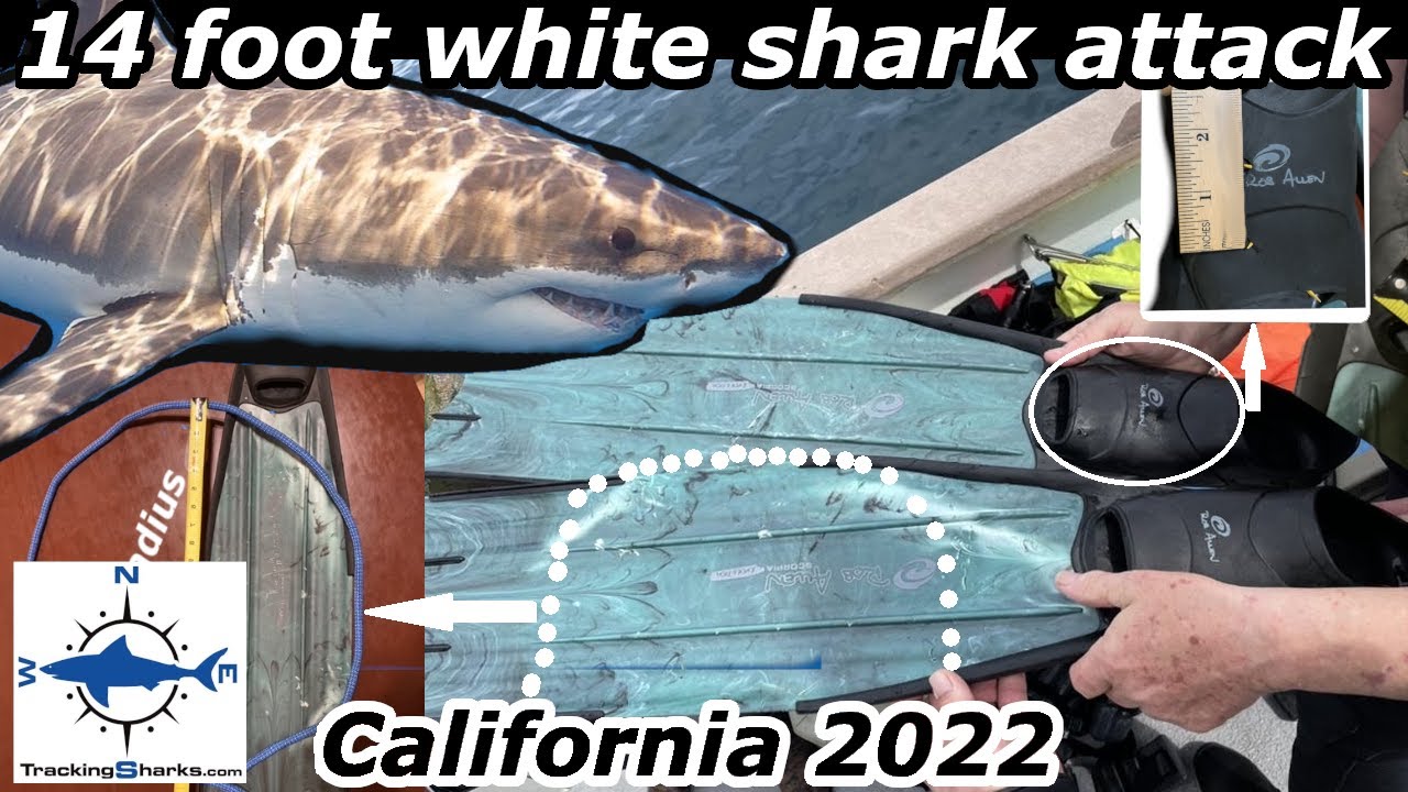 2022 Shark Attack Bite San Miguel Island, California