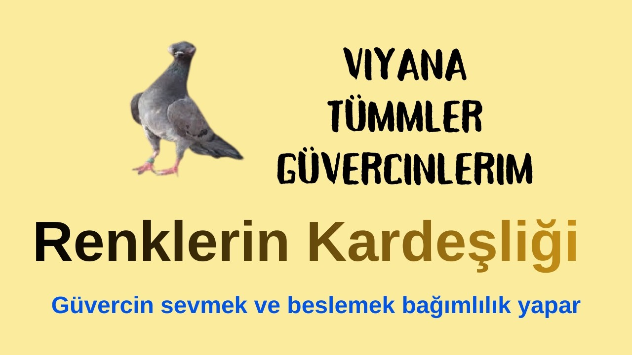Viyana Tummler Güvercinlerim