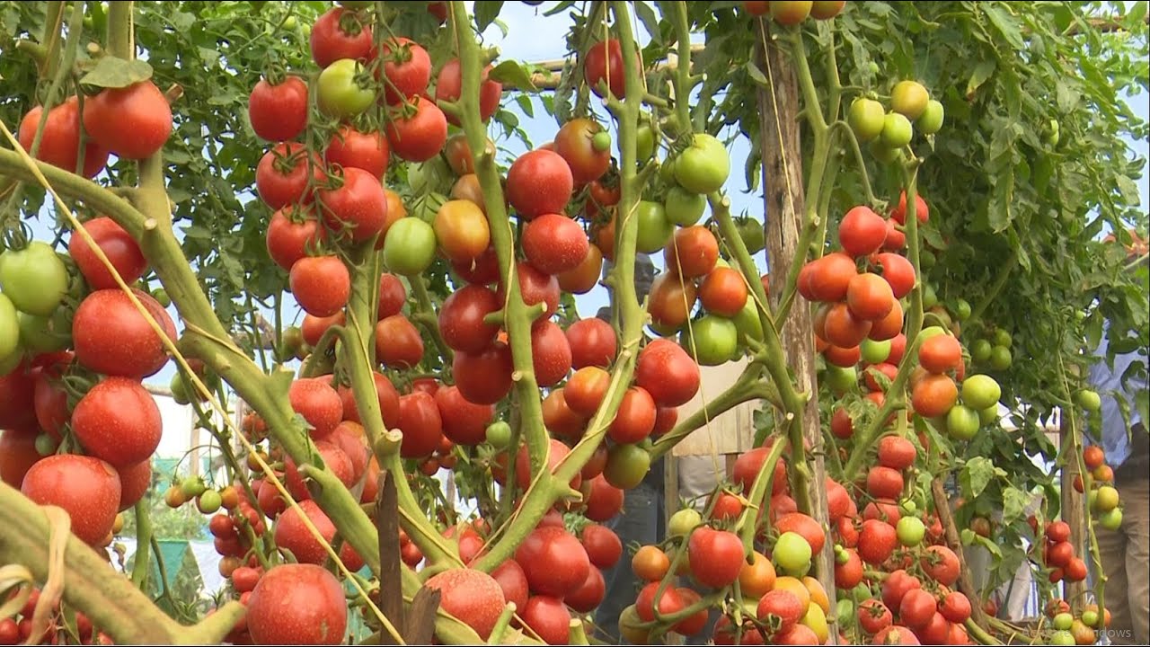 The Tomato Value Chain Explained