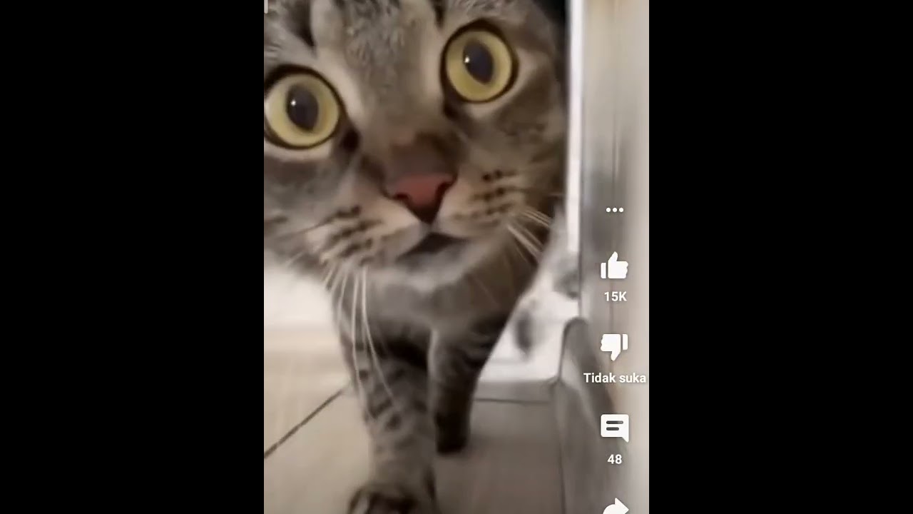 kucing comel  🐈🐈🐱🐱