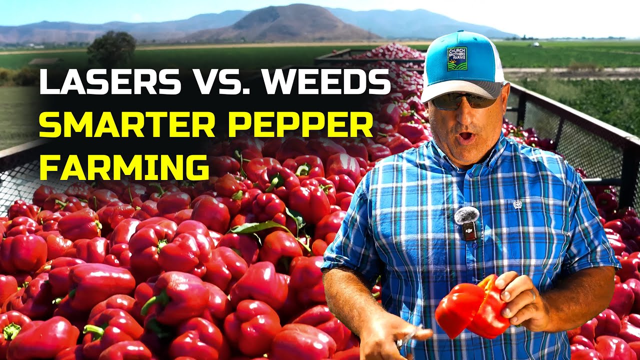 How Laser Weeding Boosts Pepper Profits at Rio Farms