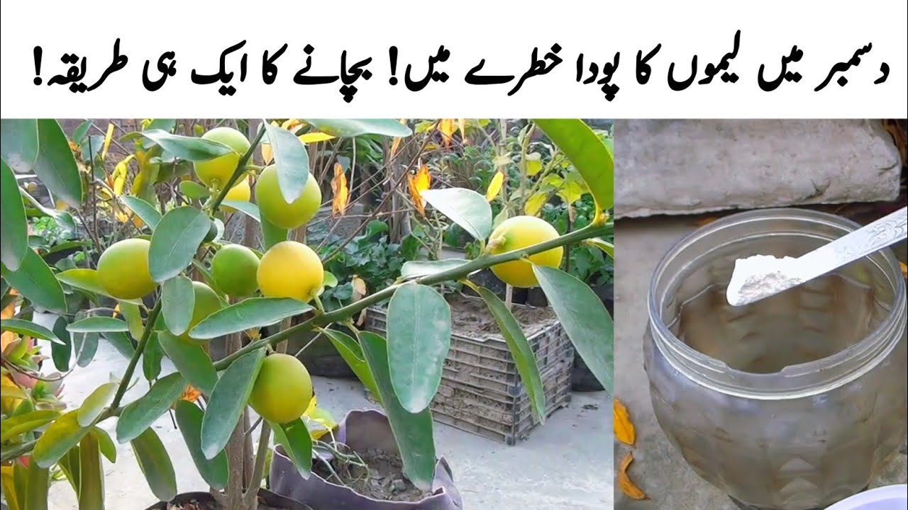 How to grow lemon plant| December care plan