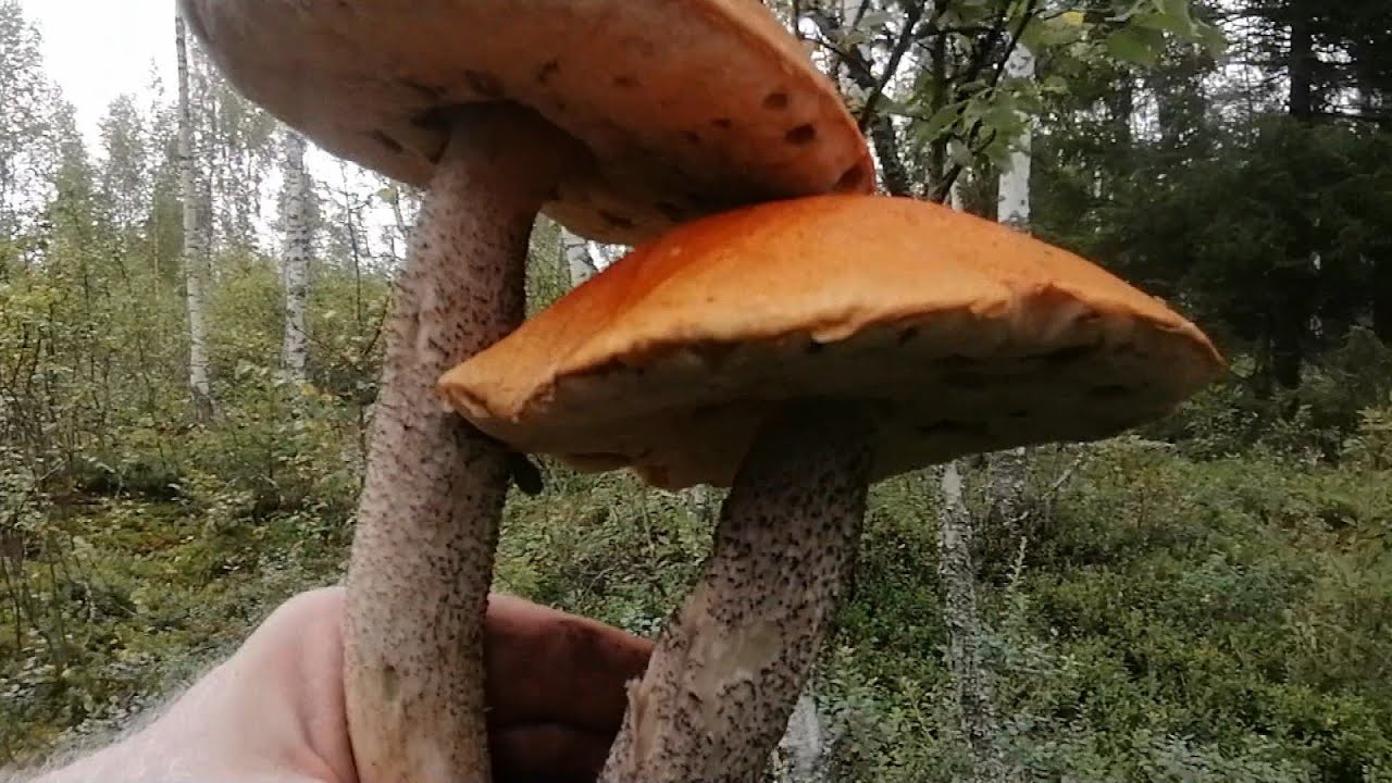 Грибные полчища