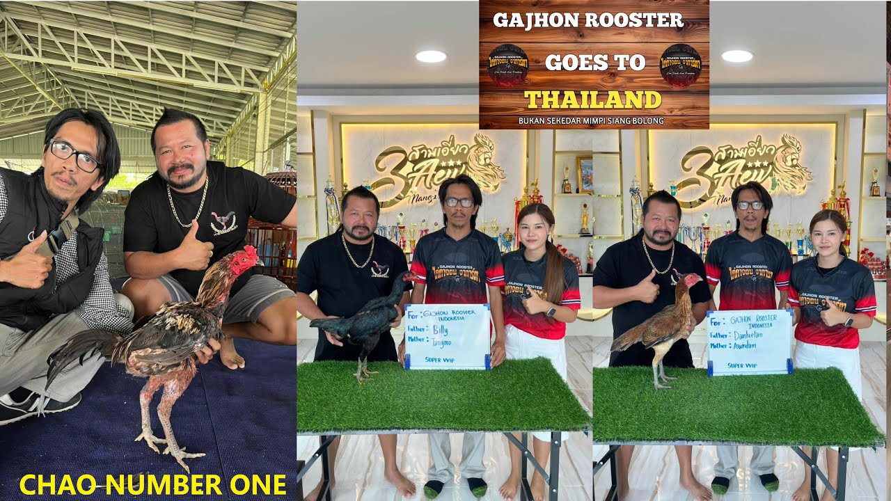 BERKUNJUNG KE PETERNAKAN AYAM PAKHOY MR MANOP THAILAND | GAJHON ROOSTER GO TO THAILAND eps 1