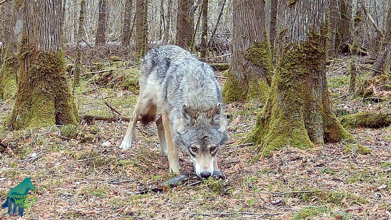 Rare glimpse of the 'fishy' tendencies of wolves