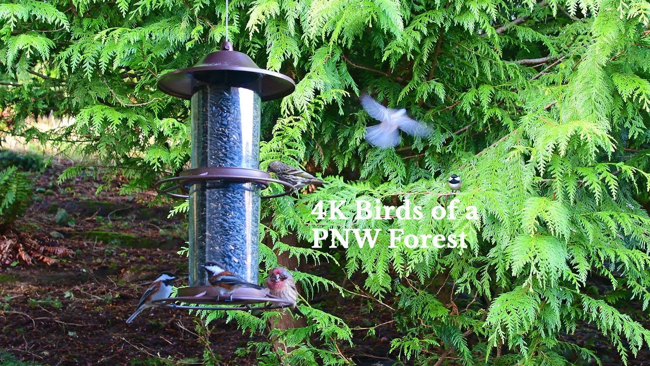 4K Backyard Birds of the Pacific Northwest