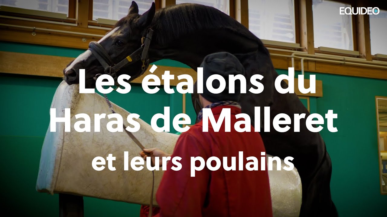 Les fabuleux étalons du Haras de Malleret et leurs poulains