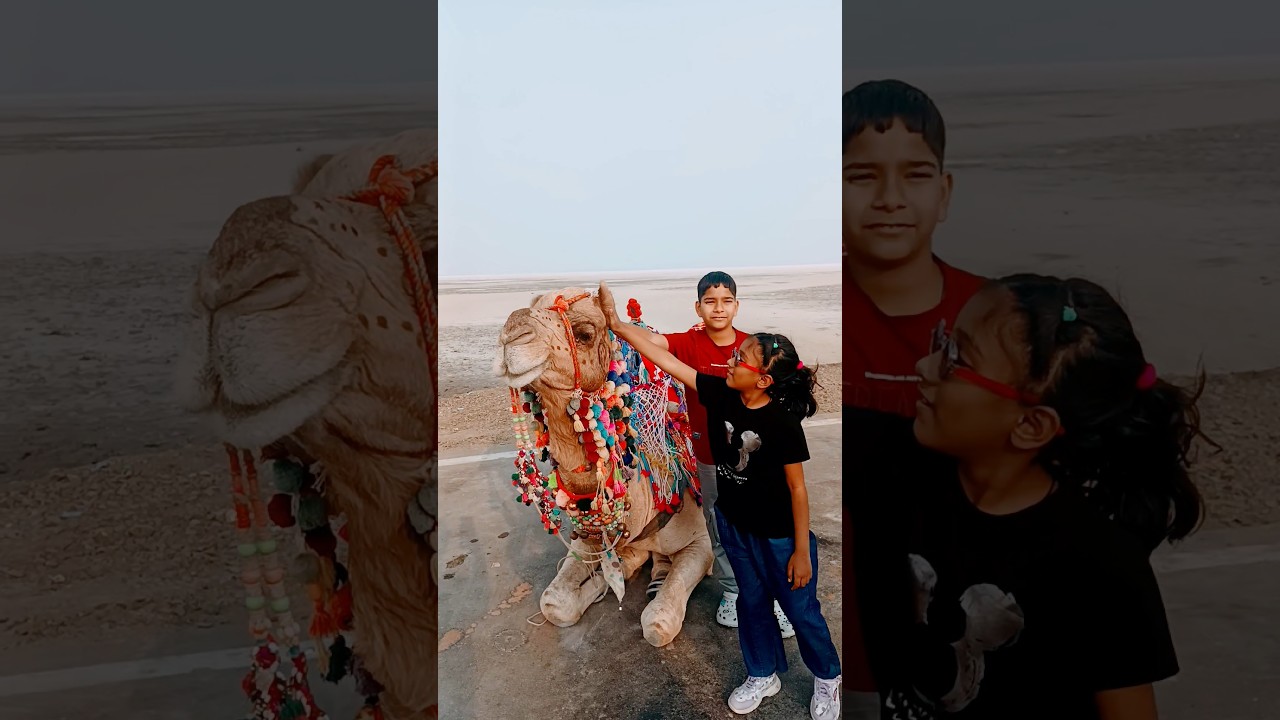 camel show