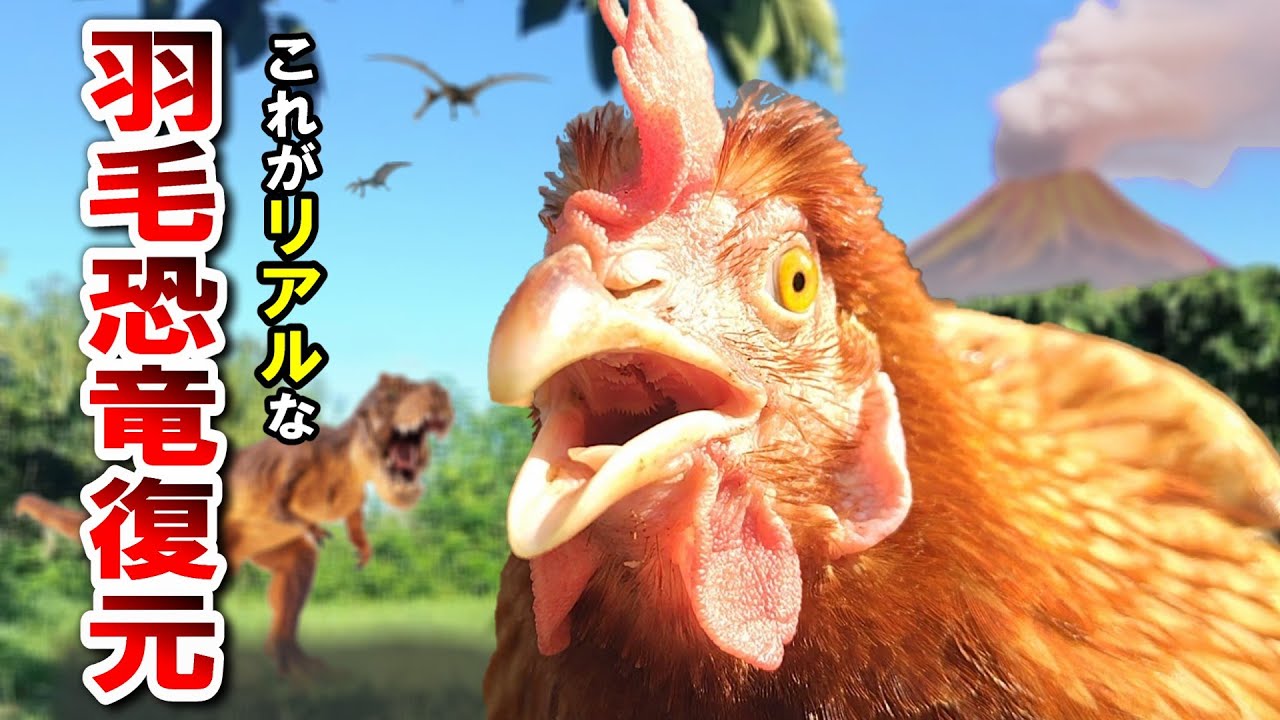 羽毛恐竜ってきっとこんな顔？我が家の可愛いペット恐竜【ニワトリ飼育】#97