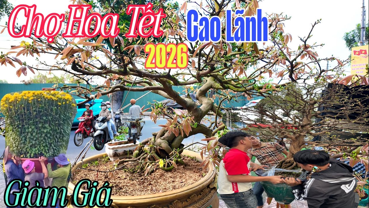 Xôn Xao Chợ Hoa Tết Cao Lãnh 2026 | Bất Ngờ Giảm Giá Mai Khủng Người Nghèo Người Giàu Đi Mua Hoa 