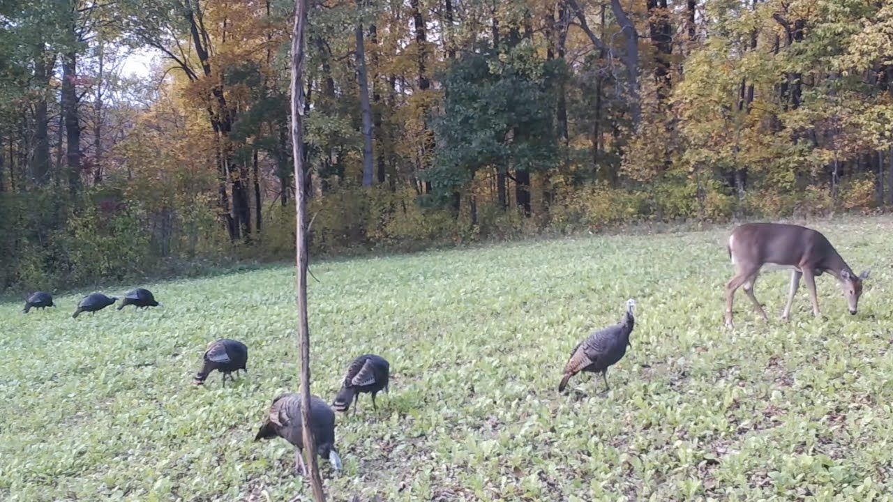 #1 Fall Food Plot Blend