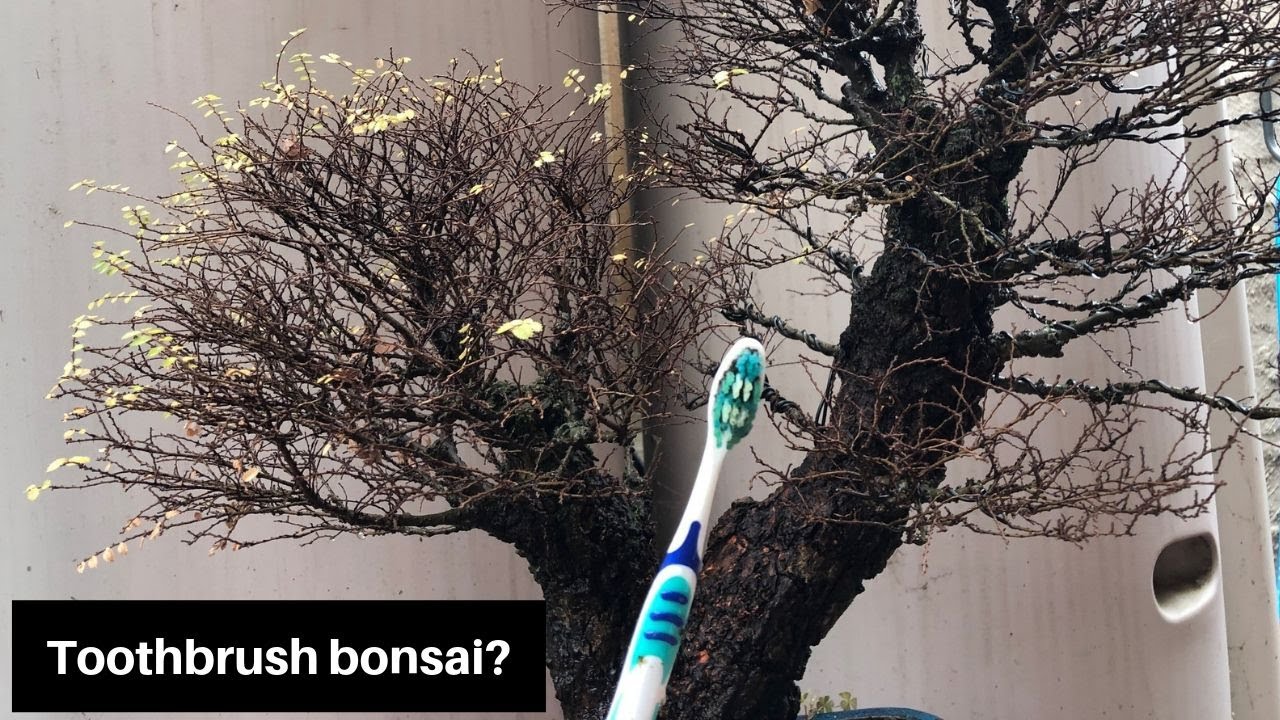 How to remove moss on bonsai trunk Seiju elm Chinese elm
