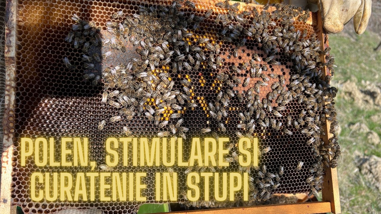 EP. 20: Polen, stimulare si curatenie in stupi | #2026 | @casutacualbine #apicultura #miere #albine