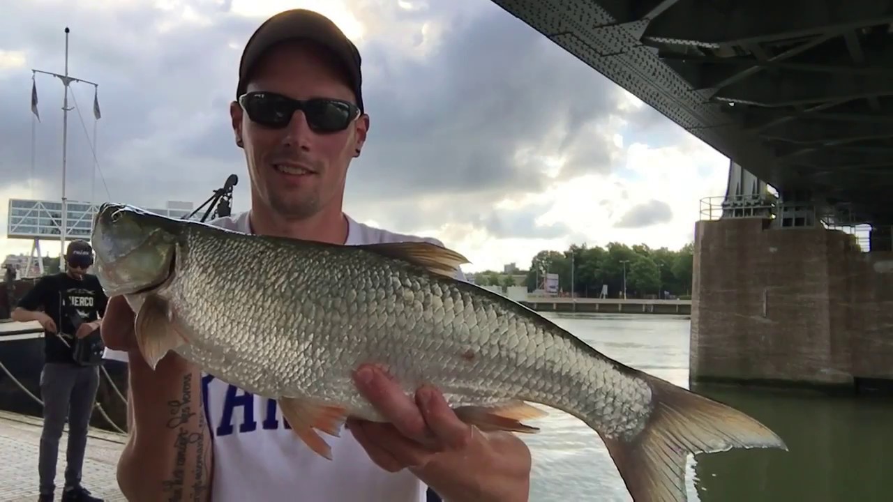 Fishing for asp in the city of Rotterdam...