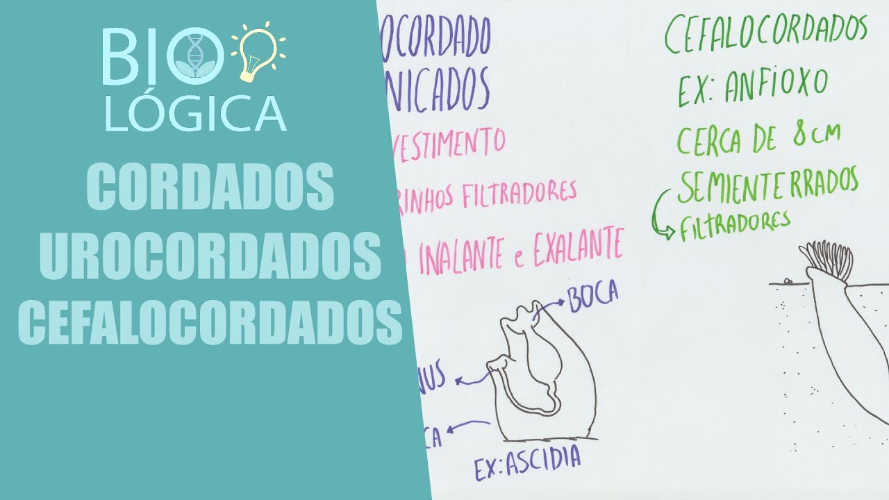 BIO LÓGICA! UROCORDADOS E CEFALOCORDADOS