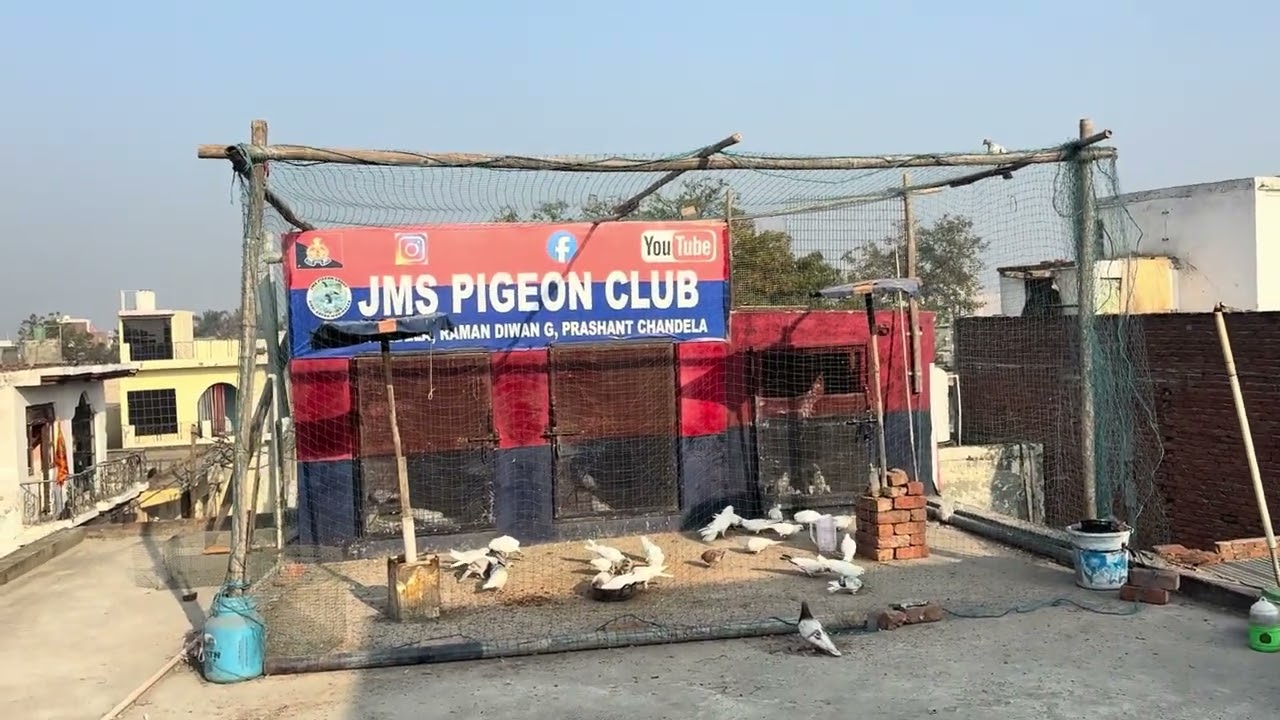 Vlog 6 kabutar bazi |kabutar udana ke Taiyari shuru Kari