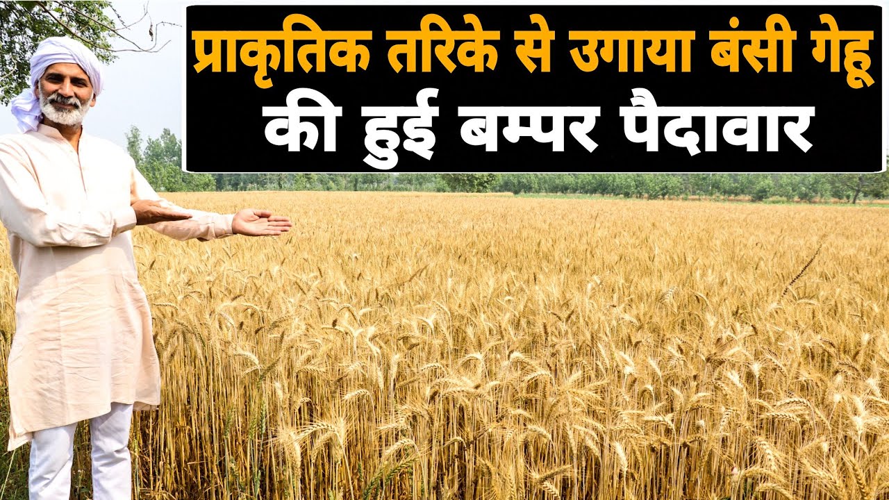 बंसी (देशी) गेहूं की हुई बम्पर पैदावार | Bansi Wheat Grown in Natural Way Desi Wheat Organic Farming