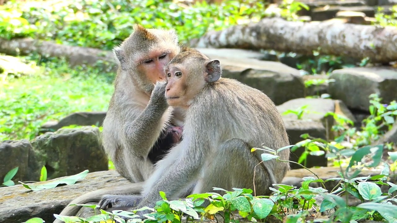 Button monkey, She lead baby to learn for walk out,