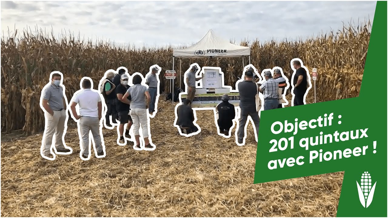 Objectif : 201 quintaux avec Pioneer !