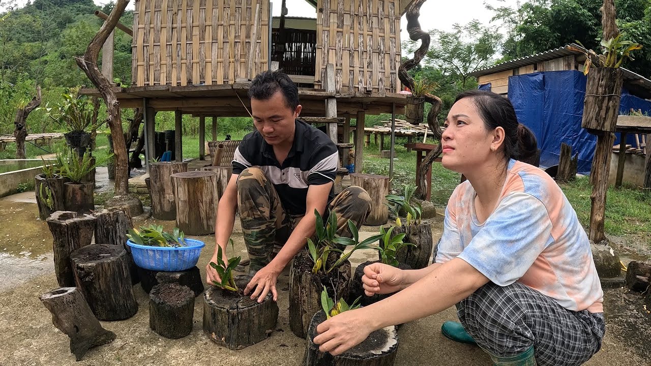 Đào cây dâu da rừng và làm công việc trong trang trại, cuộc sống tự nhiên