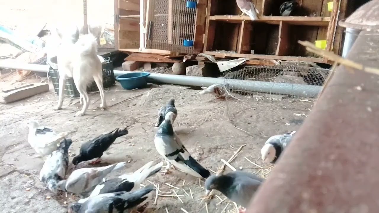 Pigeon s07 🕊️🕊️🕊️ #pigeon #youtubeshorts #youtube #shortvideo #hindisong #subscribe 