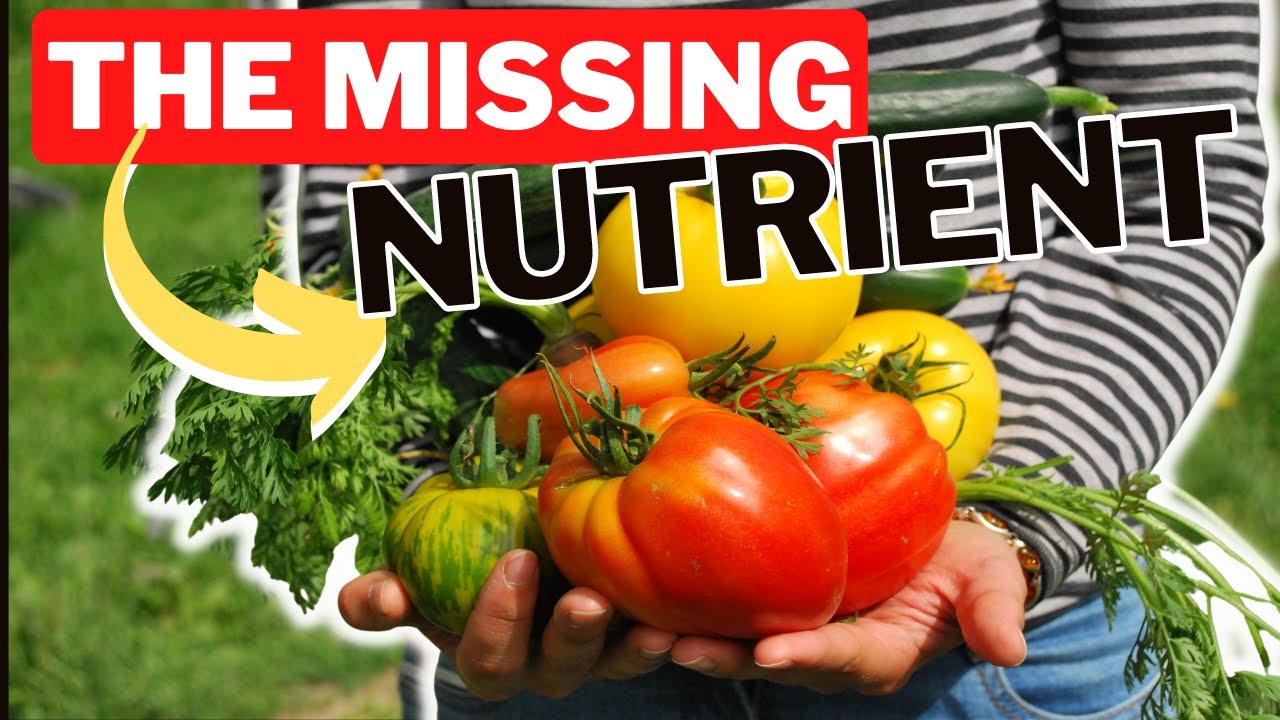 Manganese For Plants Is Essential. But To Much Manganese In The Soil Can Cause Iron Deficiency!