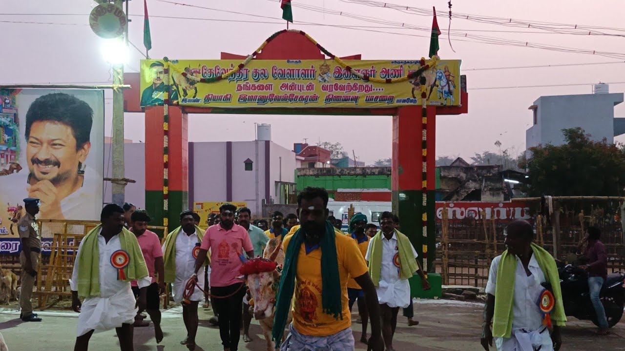 பாலமேடு தேவேந்திர குல வேளாளர் கோவில் காளை