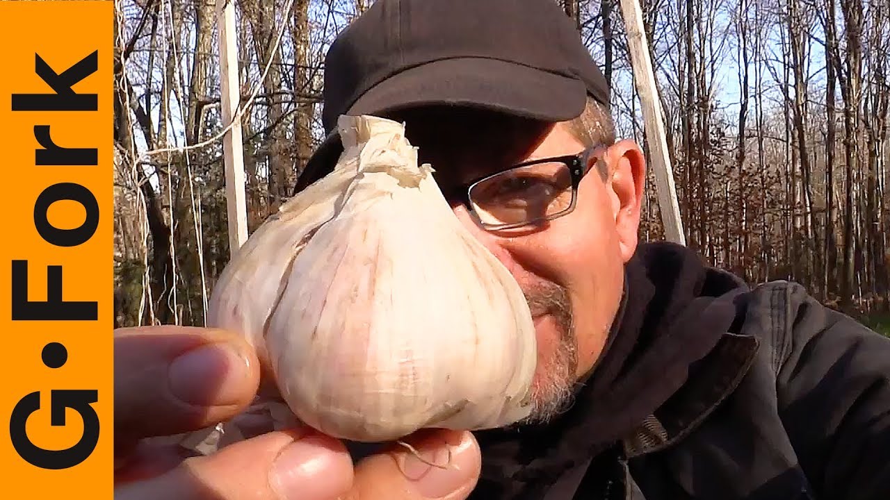Planting Garlic Into Woodchips, Does It Work?
